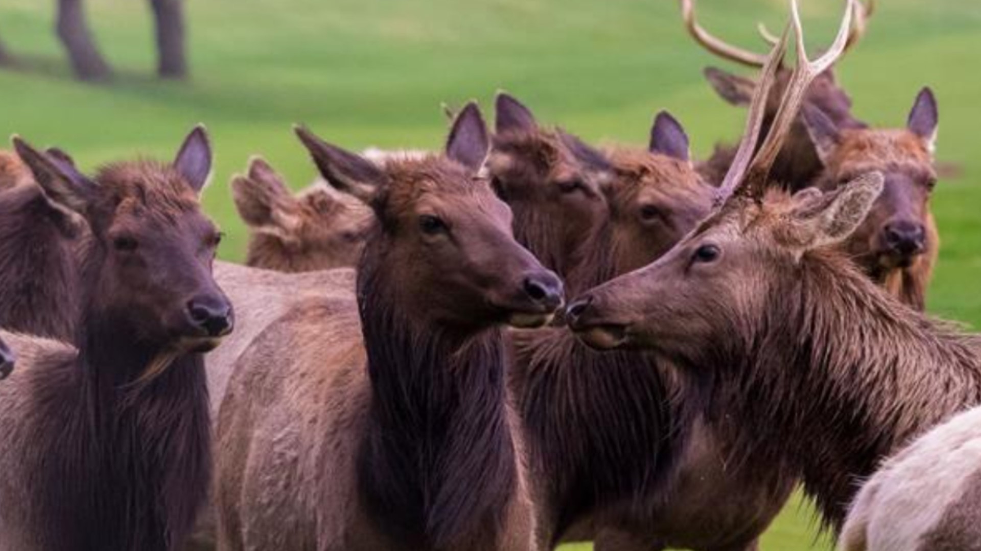 Oregon Department of Fish and Wildlife granted hunting tags over a three-year period to an Oregon coast resident after a herd of elk kept destroying his property.