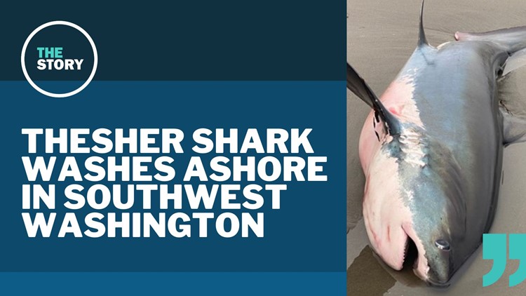 Thresher shark washes ashore in southwest Washington