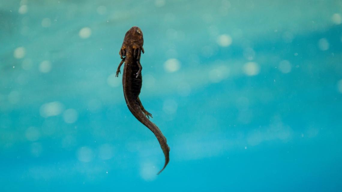Conservationists hope deal with feds will bring protections for newt found only at Oregon's Crater Lake