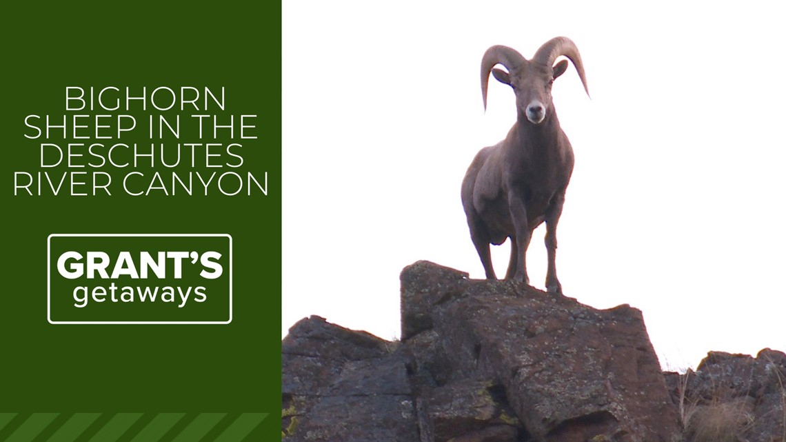 Deschutes River's Byway Bighorns | Grant's Getaways - Vimarsana News