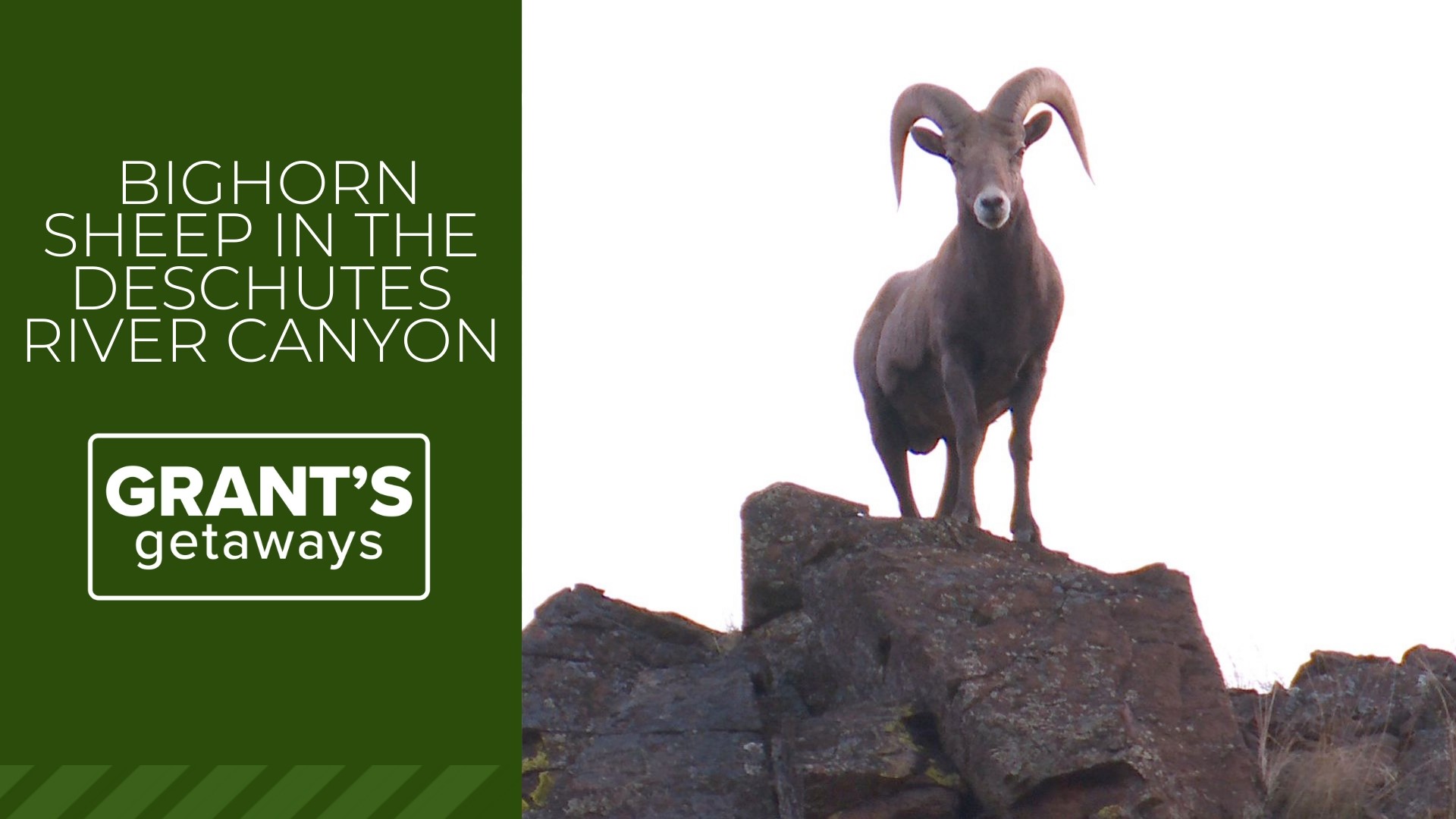 Join KGW's Grant McOmie for an adventure chasing bighorn sheep in Oregon's Deschutes River Canyon.