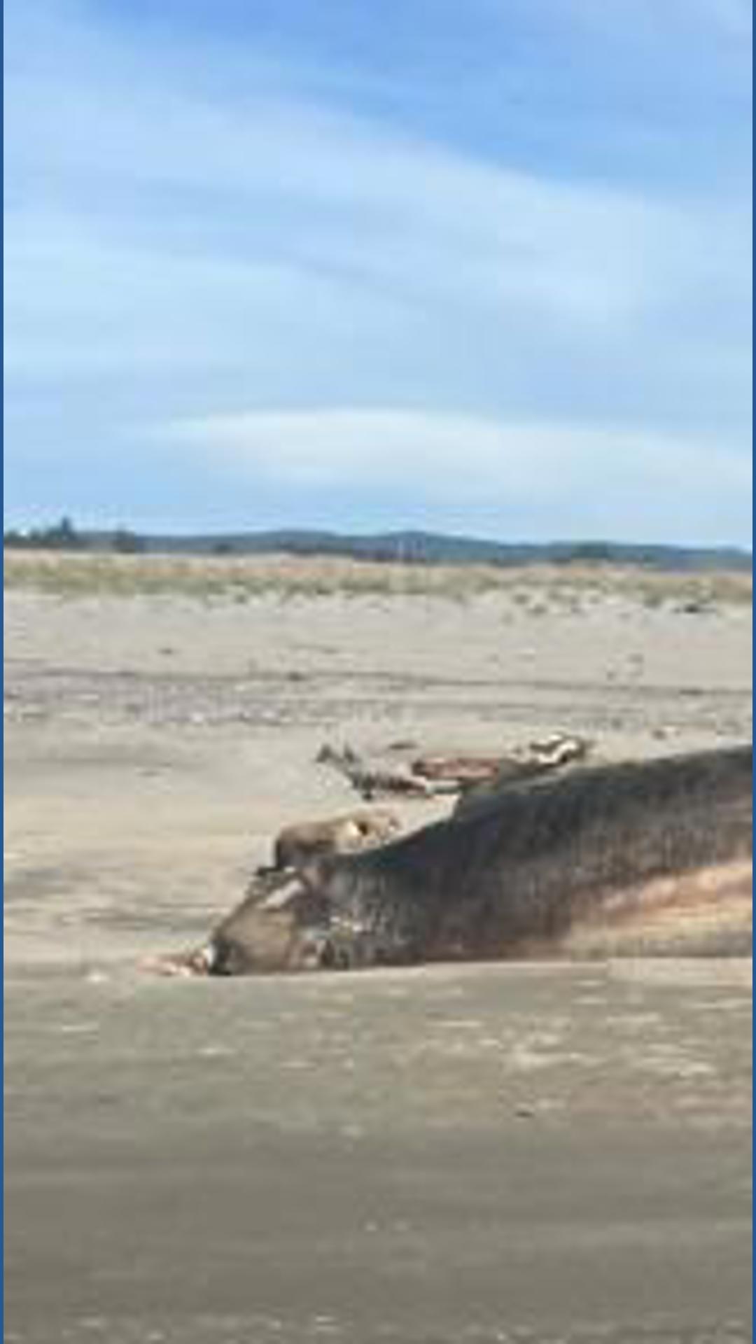 Decomposing beaked whale washes ashore in Long Beach as Pacific ...