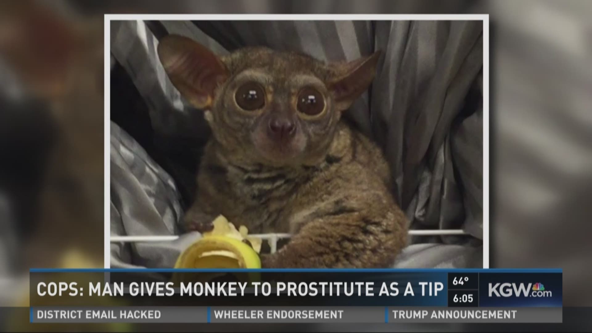 Primate used as tip for prostitute