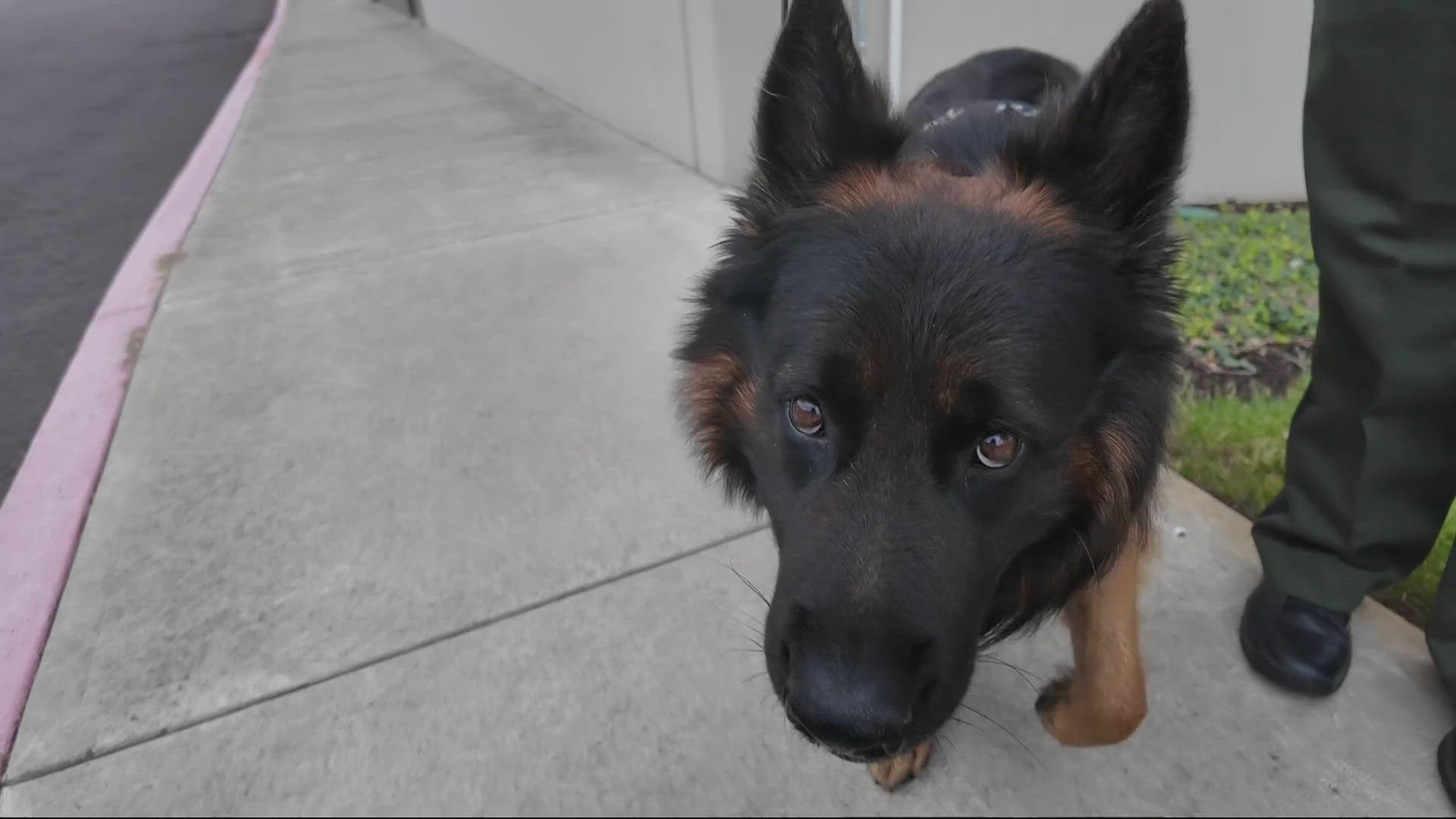 Multnomah County Sheriff's Office first-ever comfort dog, Burton, will help those in the community suffering from anxiety and stress.