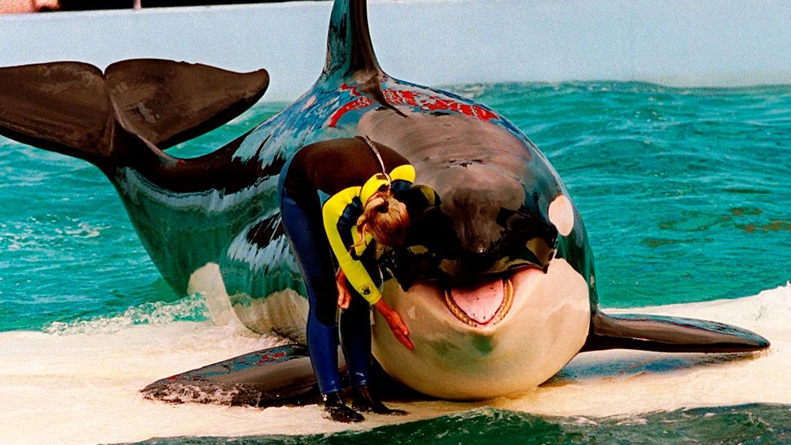 Orca Lolita may return to Pacific Northwest after 52 years - Vimarsana News