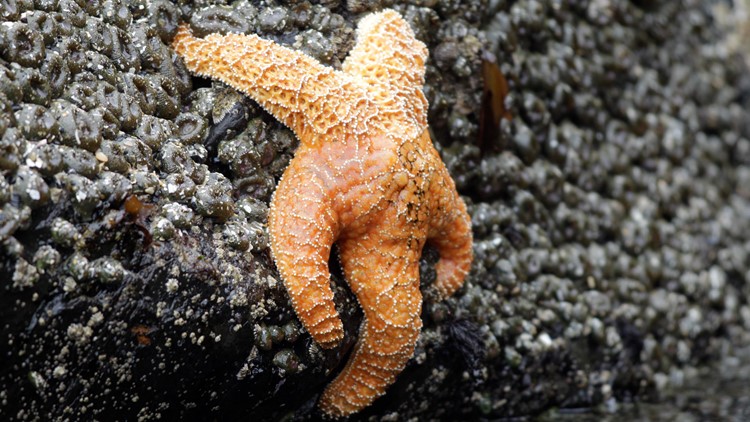 Oregonians who fish recreationally cannot take home starfish