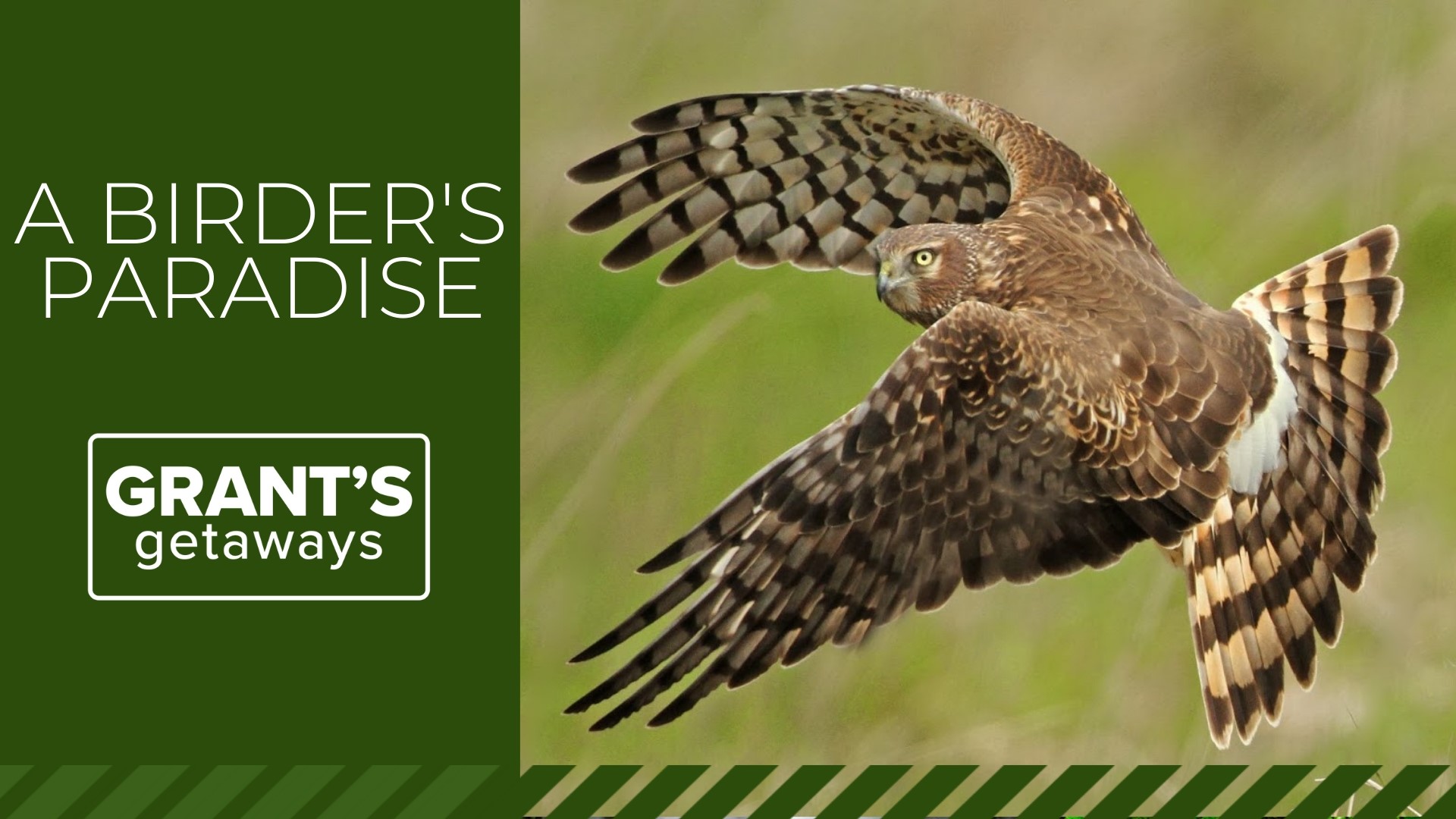 A Birder s Paradise Grant s Getaways Kgw