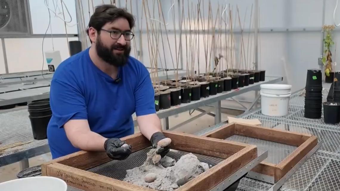 Spuds in space? NASA-backed research grows potatoes in moon-like soil at Oregon State University