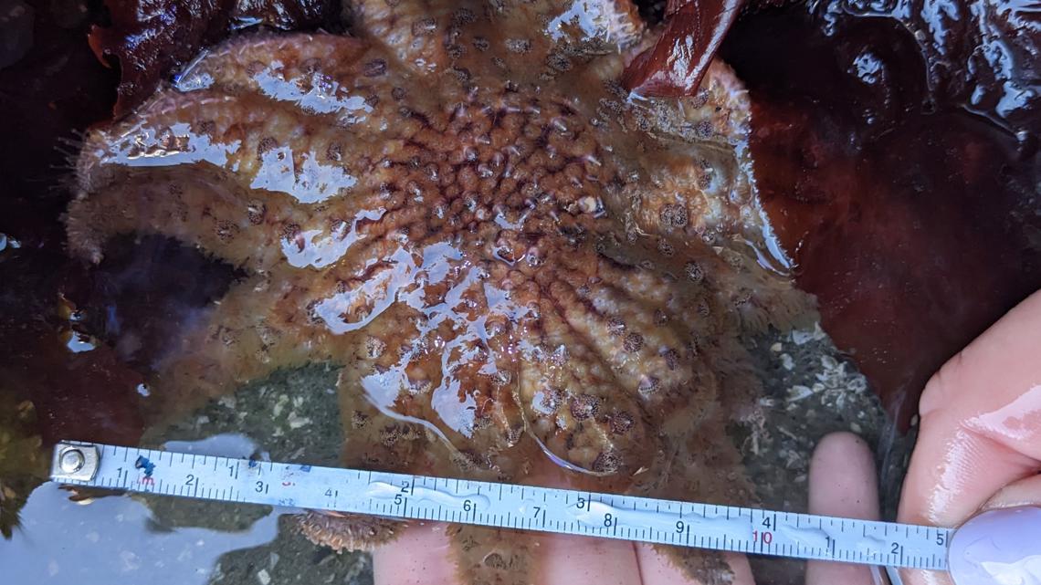 Oregon researchers develop new treatment for endangered sea stars