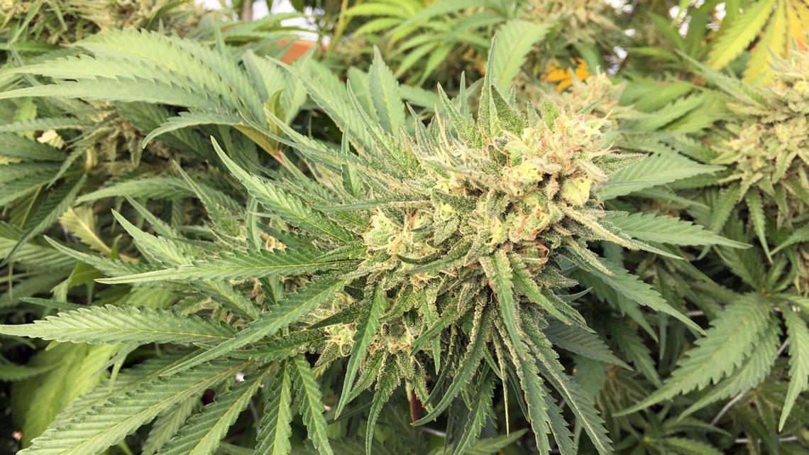 Jackson County seeks National Guard support for illegal pot farms - Vimarsana News