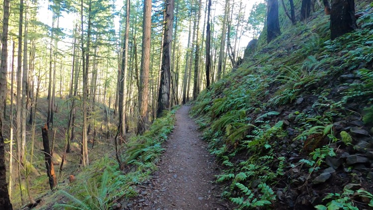 Group helping increase access to Columbia Gorge trails | Let's Get Out There