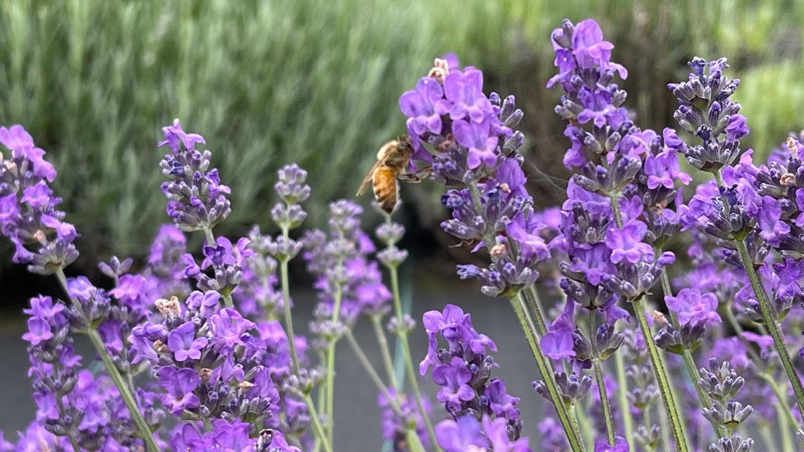 Culinary Lavender Buds  Wayward Winds Lavender