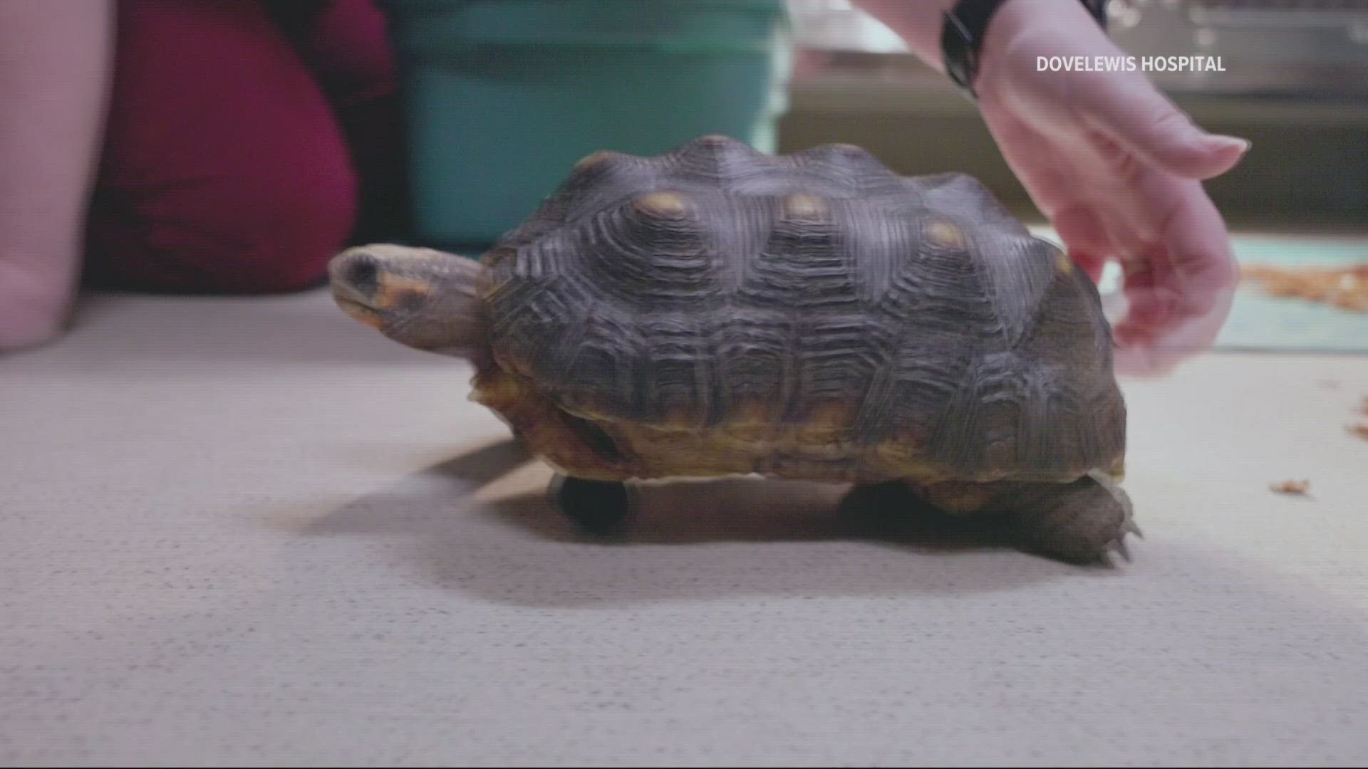 A tortoise named “Cookie” is back on the move after receiving a 3D prosthetic wheel from a veterinarian at Dove Lewis Animal Hospital after its leg was amputated.