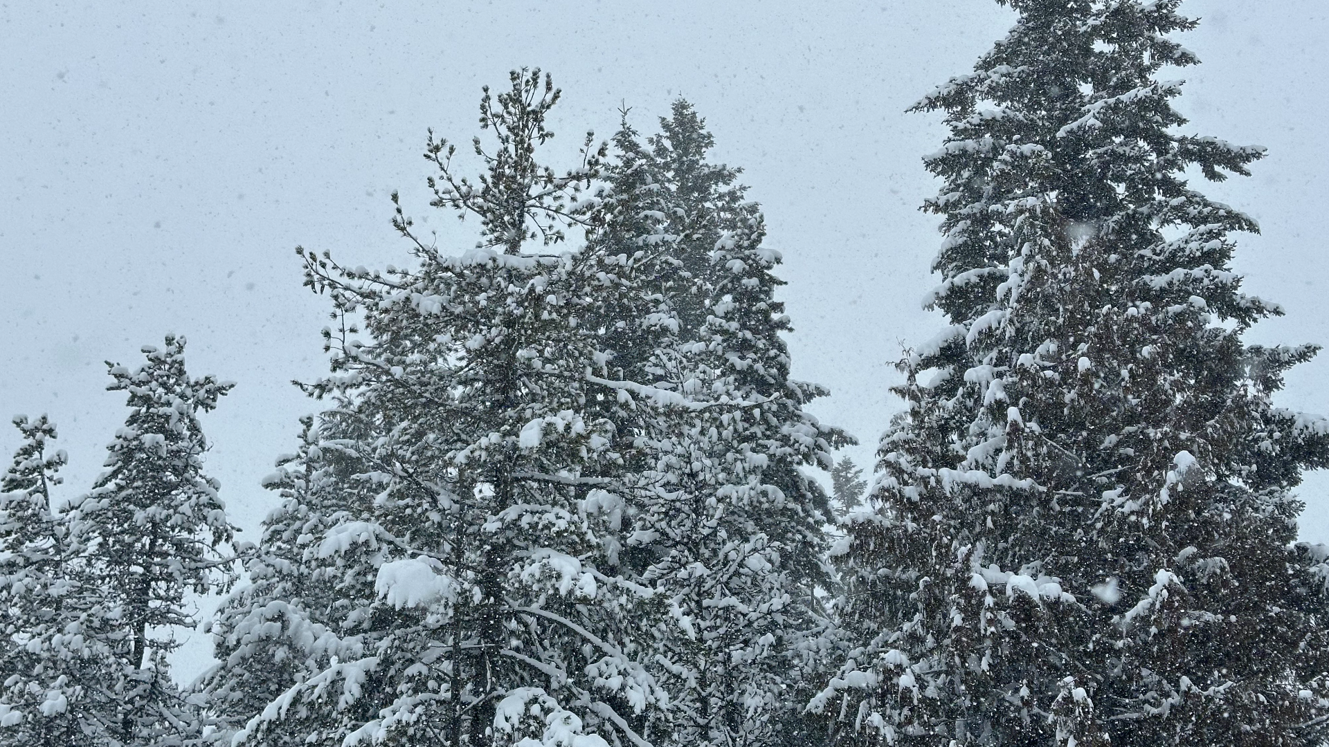 Snow in the Cascades; mix of rain and snow in Portland metro area | kgw.com