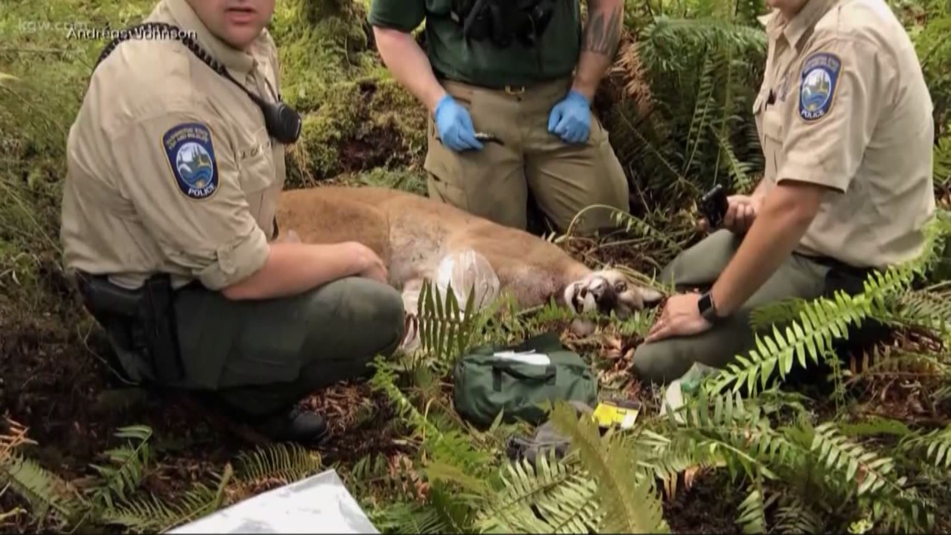After a man was killed by a cougar in Washington, we look at the latest on sightings in Oregon.