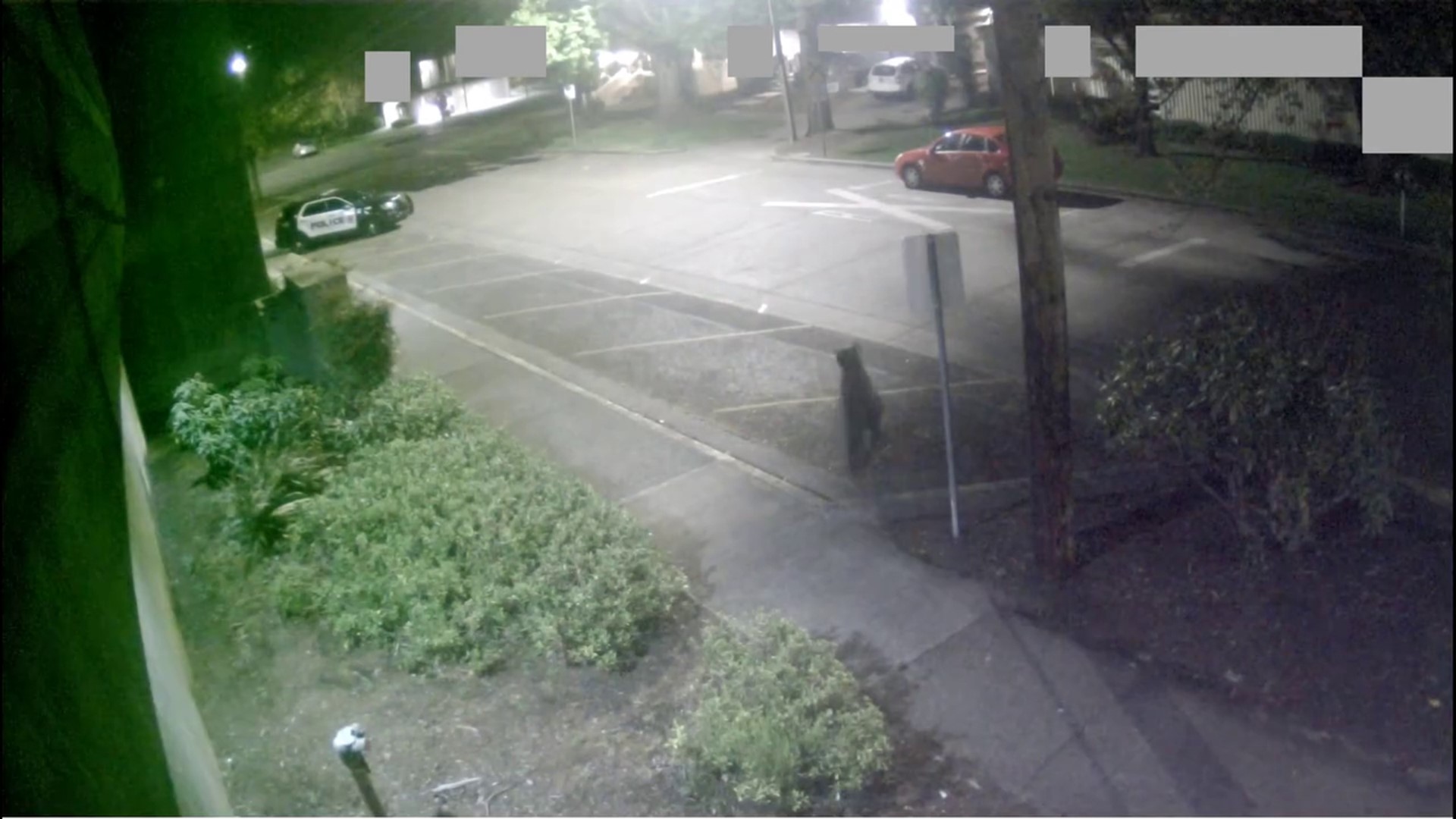Multiple people reported seeing a black bear in various locations across Corvallis on Sunday morning, the Corvallis Police Department reported.