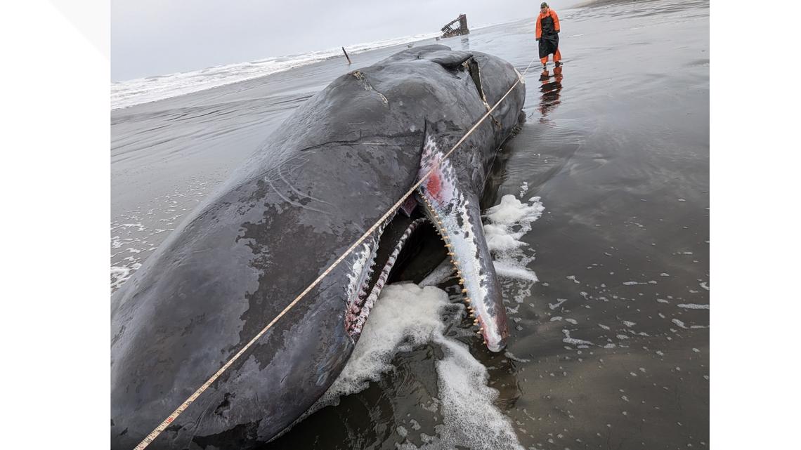 An expert explains what's next for washed-up whale on Oregon Coast - OPB