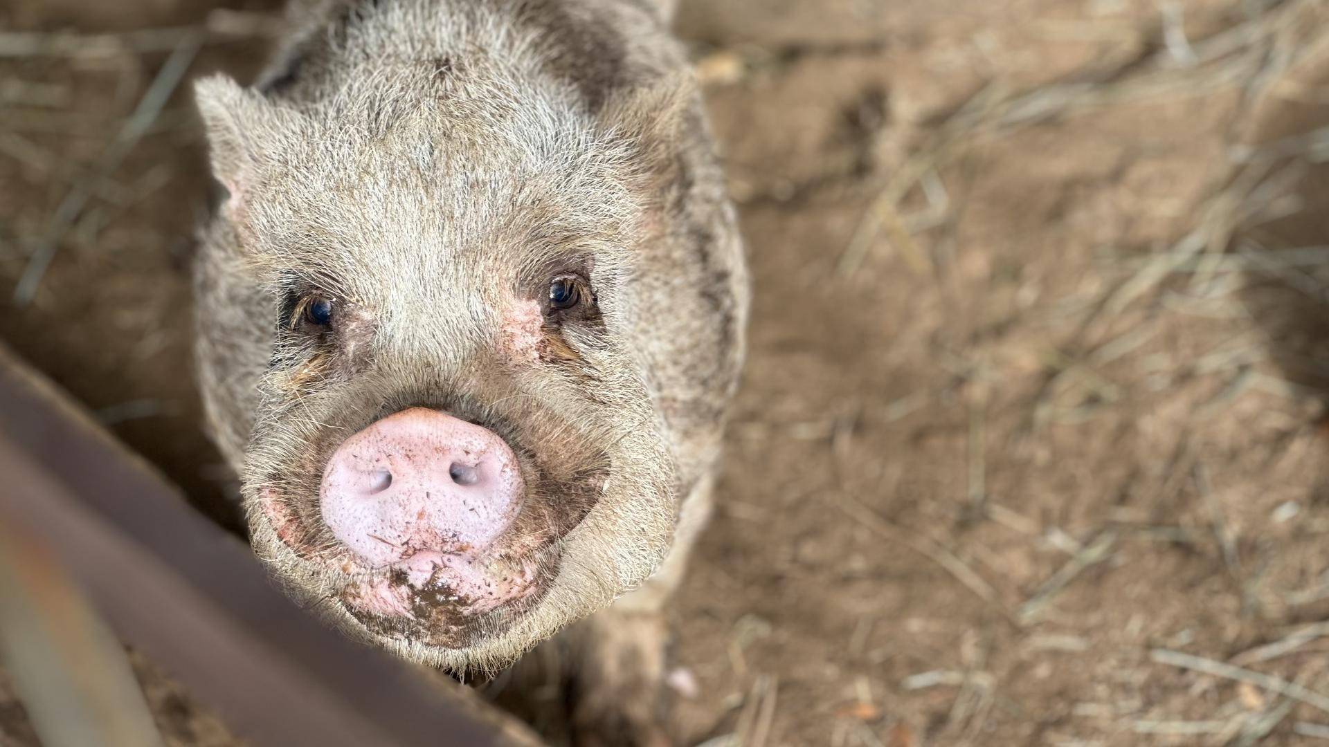 20 mini pigs rescued from Portland backyard | kgw.com