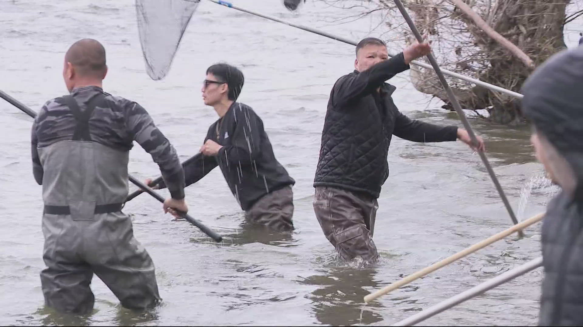 Crowds people came for the rare one-day smelt harvest on the Sandy River in Oregon