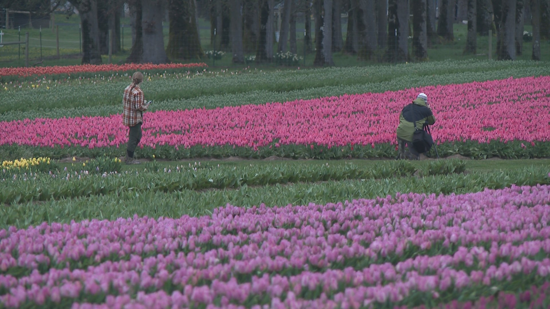 The Wooden Show Tulip Festival in Woodburn kicked off March 22 and runs through May. Drew Carney checked out the colorful spring blooms.