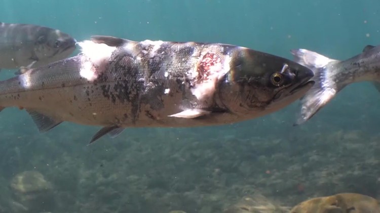 Native salmon population growing in Sandy Basin thanks to work by Freshwater Trust