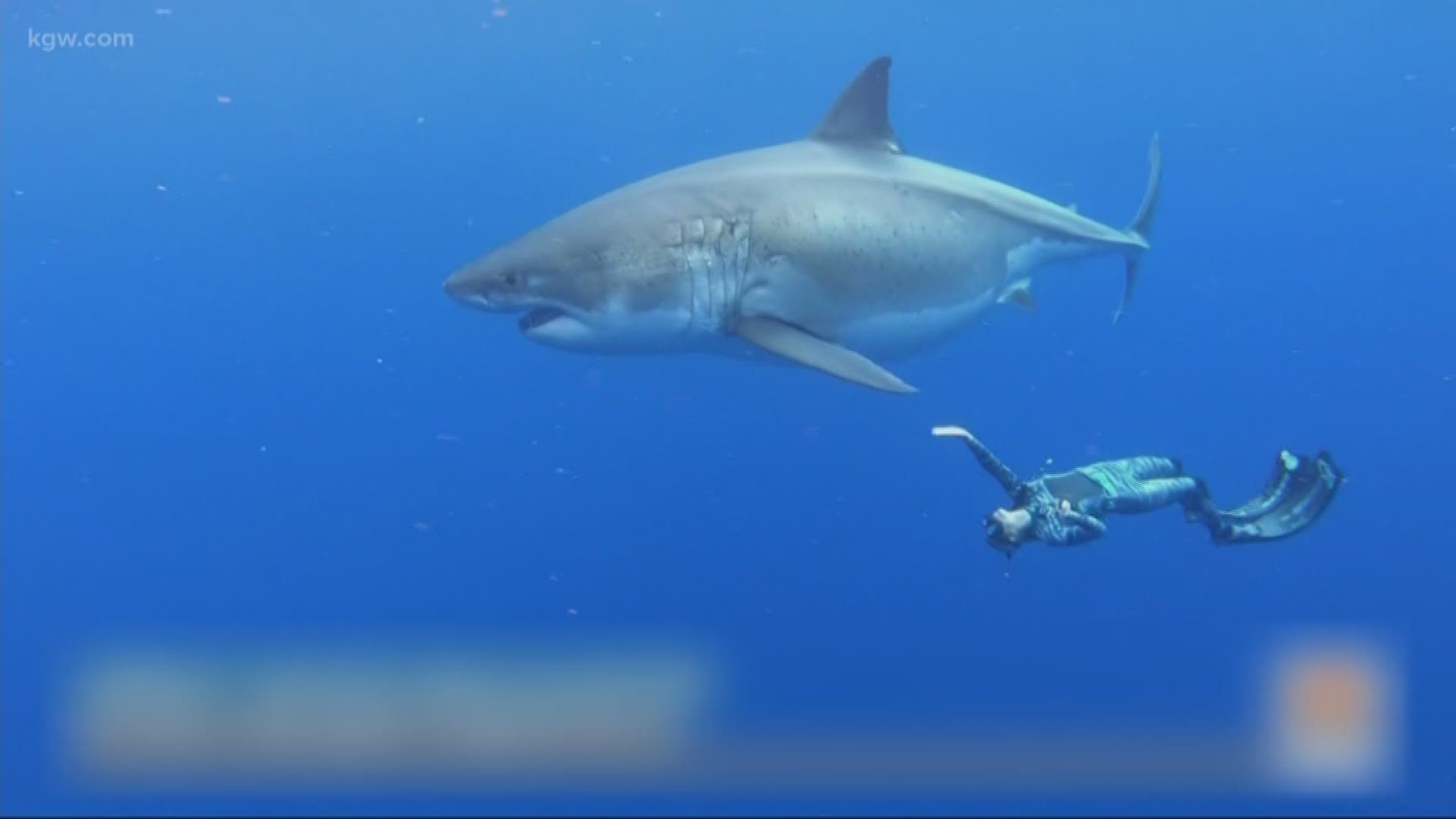 Ocean Ramsey, a shark researcher and conservationist, said she encountered the 20-foot shark off Oahu.