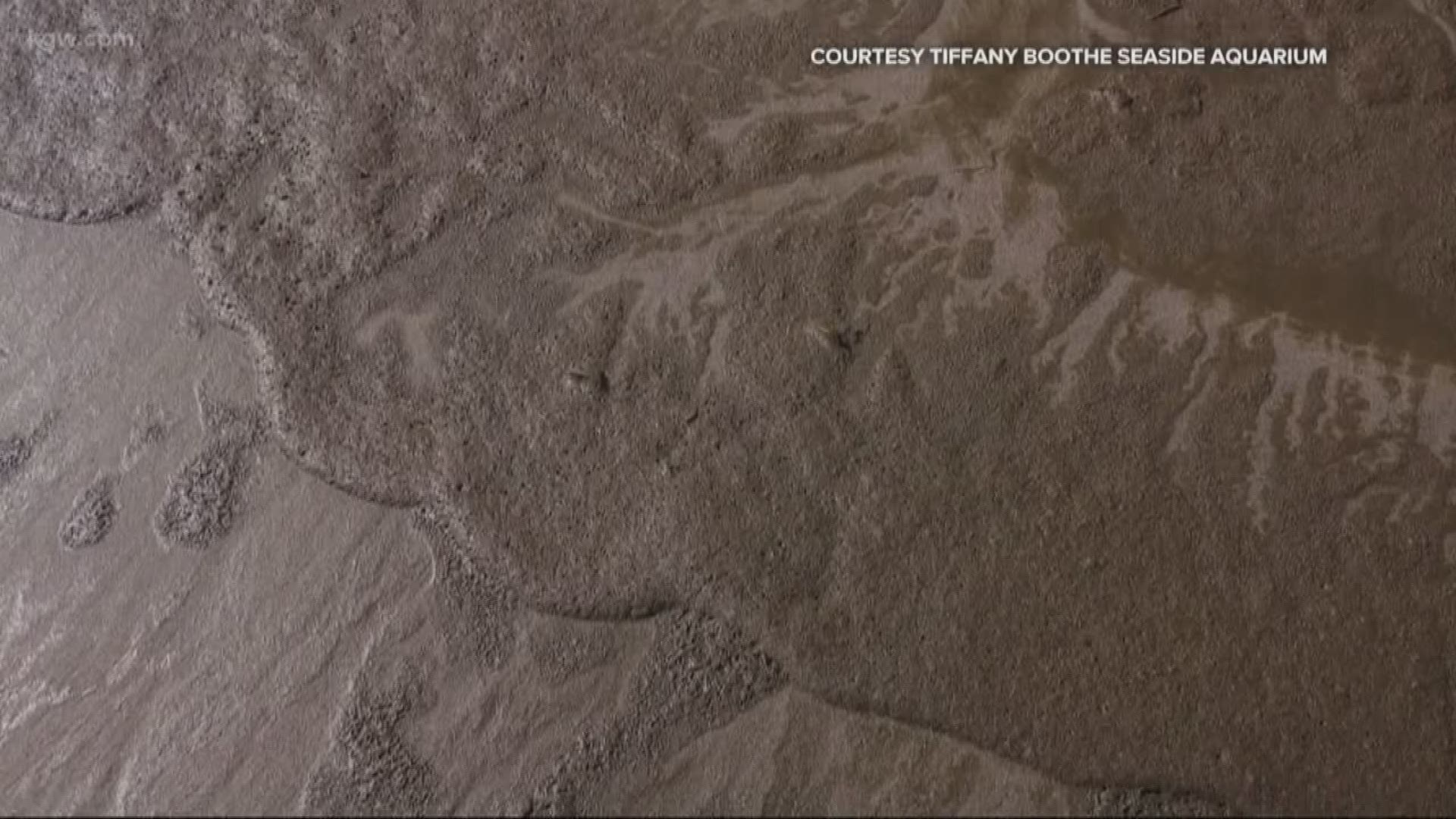 What's the funky brown sea foam washing up along the O.C. coast