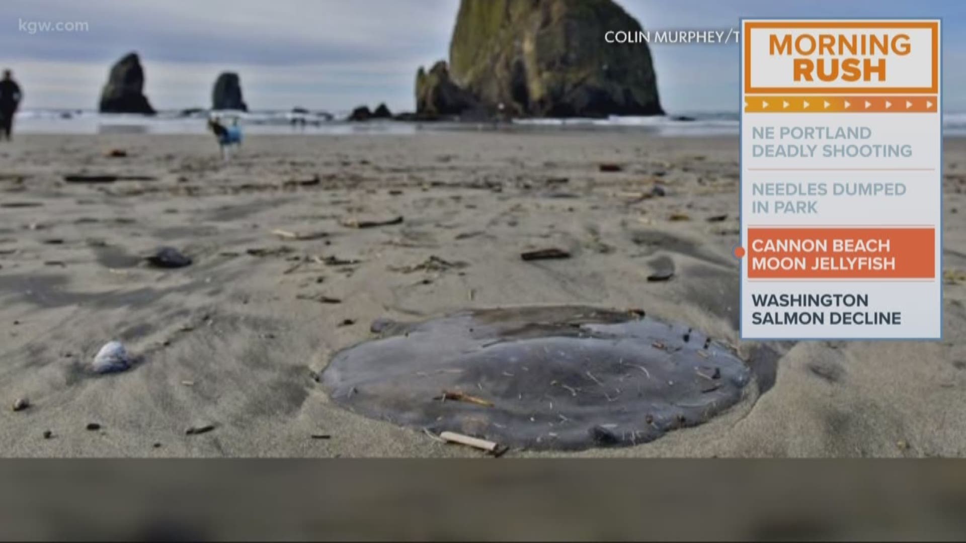 Jellyfish have washed up on shore in Cannon Beach.