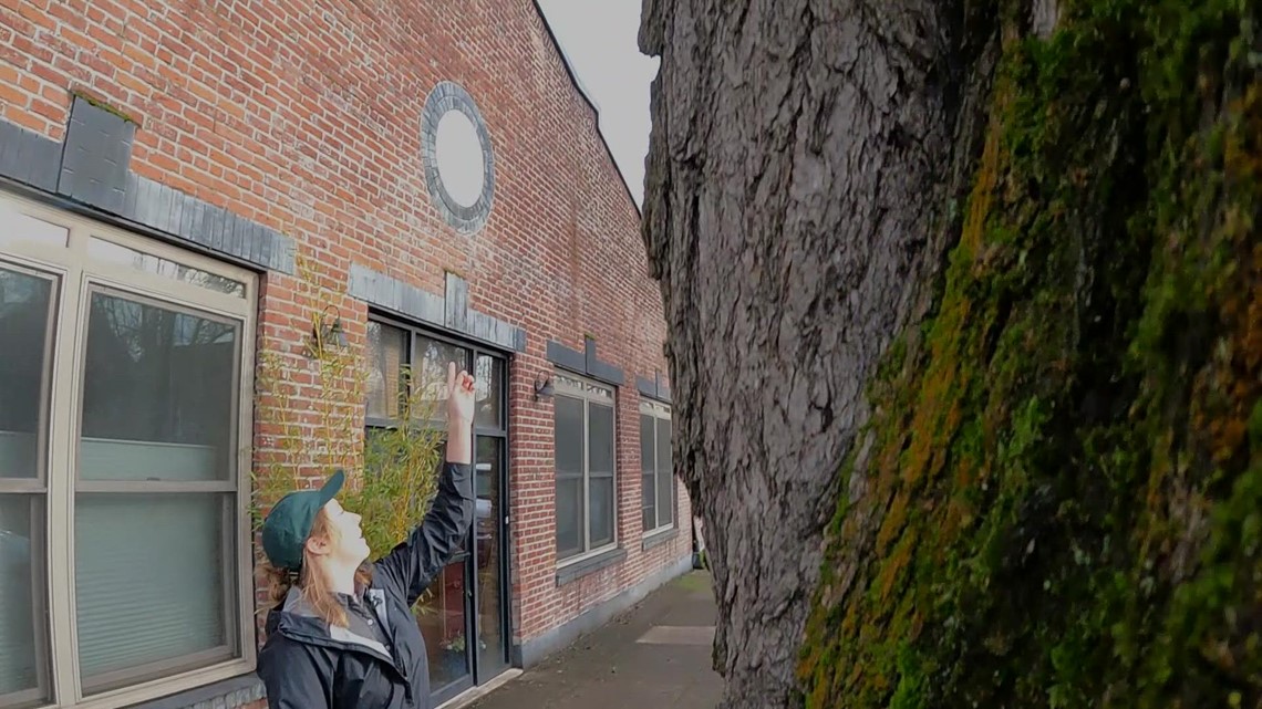 Oregon’s new urban forester describes the promise and peril of trees in our cities