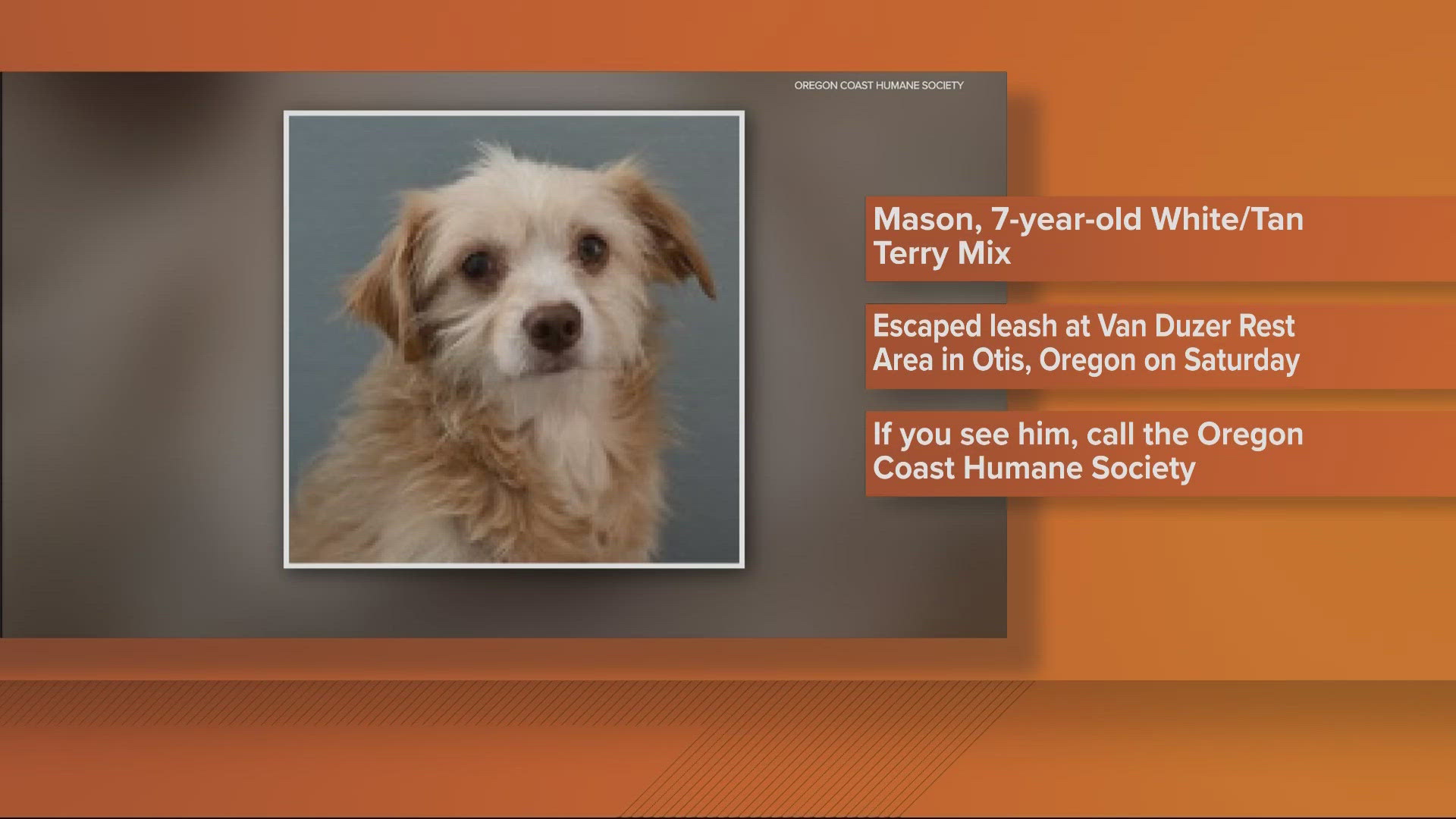 Mason, a white/tan terry mix, escaped his leash at the Van Duzer Rest Area in Otis, Oregon on Saturday after getting adopted.