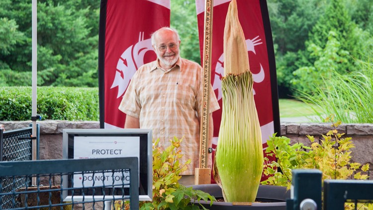 WSU Vancouver corpse flower expected to bloom again