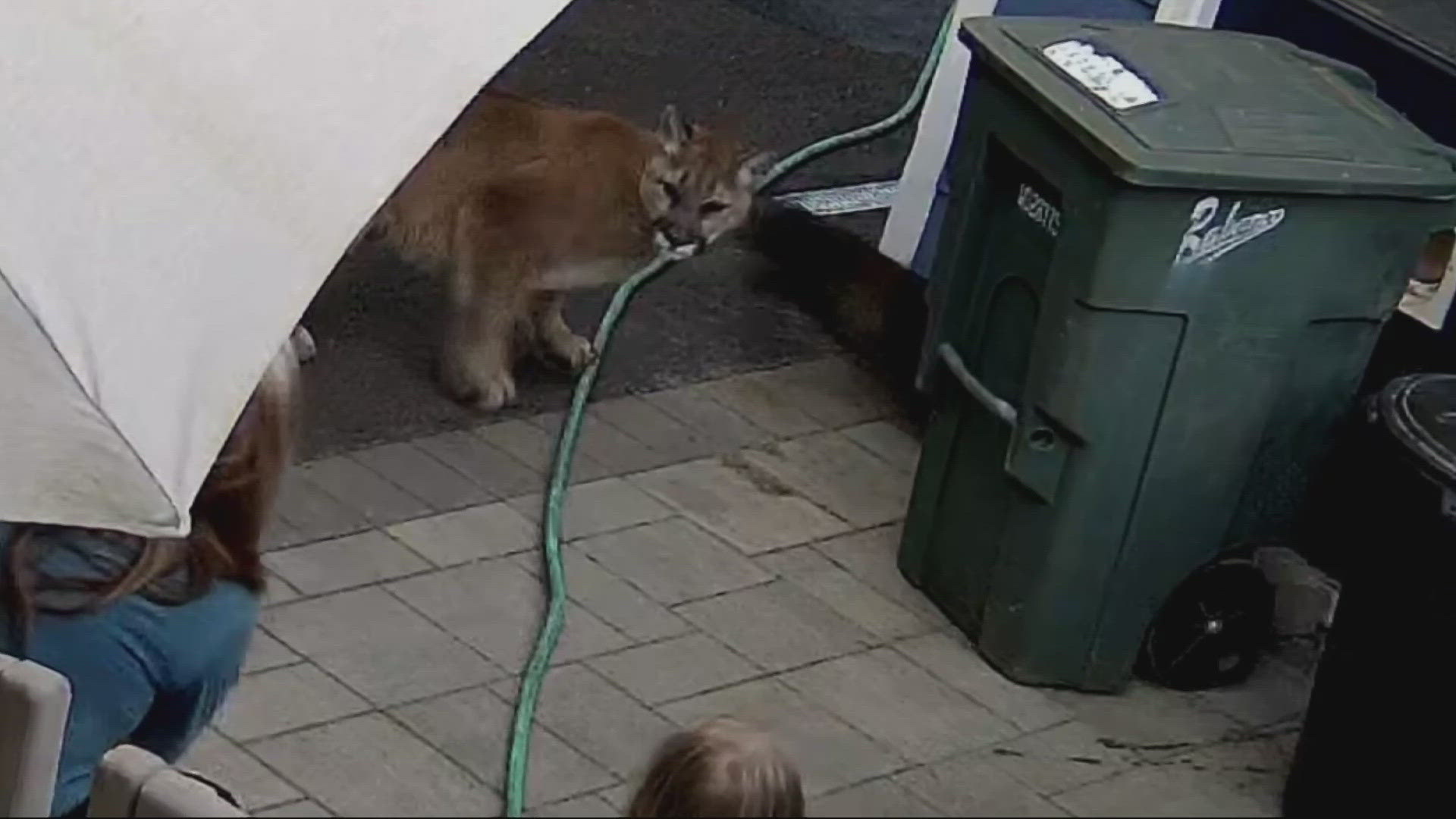 A cougar ran into the family's backyard while chasing a cat; the family was able to scare it away with no one injured.