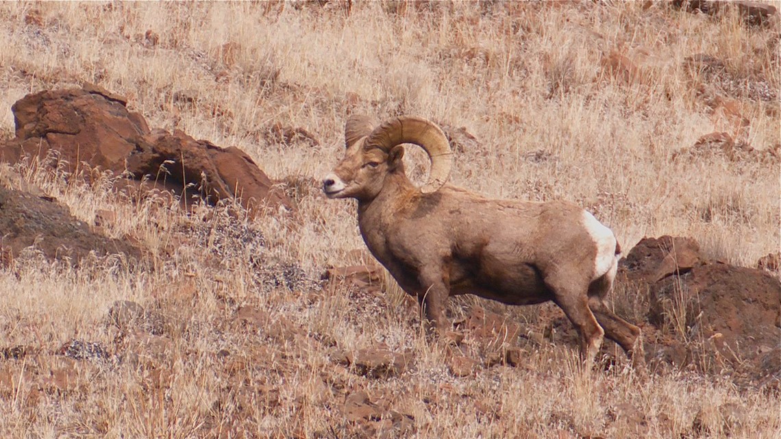 The bighorns of Oregon's Deschutes River Back Country Byway - Vimarsana News