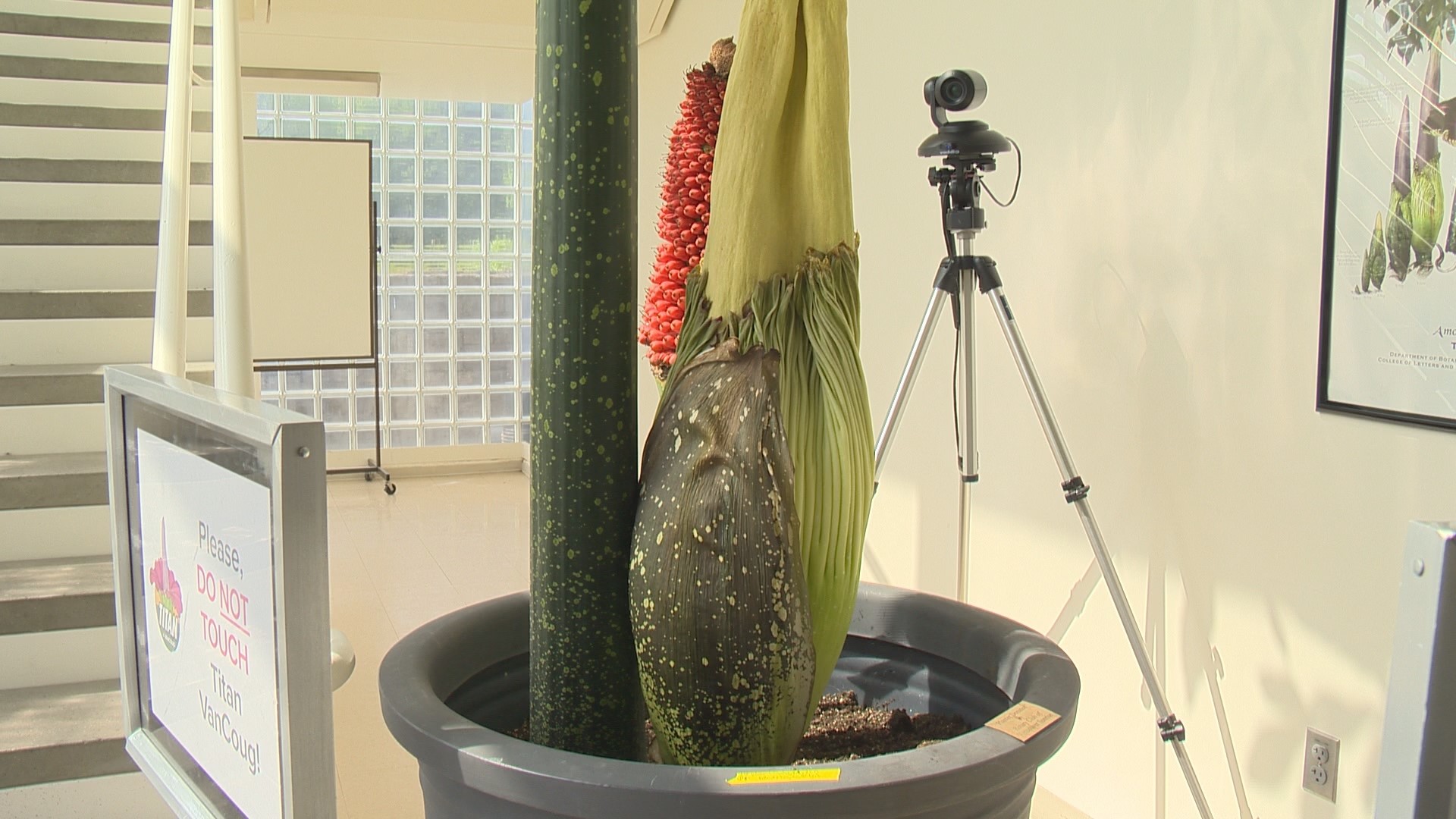The corpse flower, named Titan VanCoug, will soon bloom for the third time. The first one came in 2019 after laying dormant for 17 years.