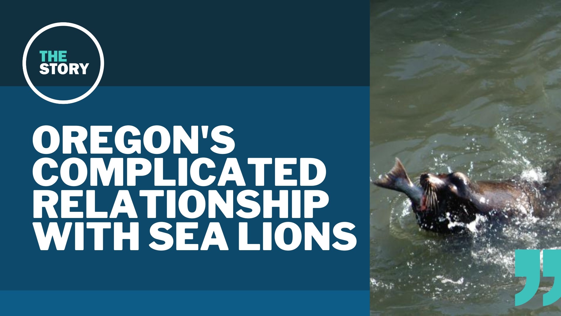 While sea lions are generally protected under federal law, their voracious appetite for salmon has resulted in the killing of nearly 400 of the animals in Oregon.