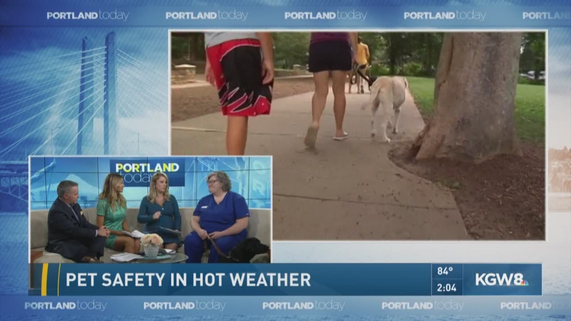 Pet safety in hot weather