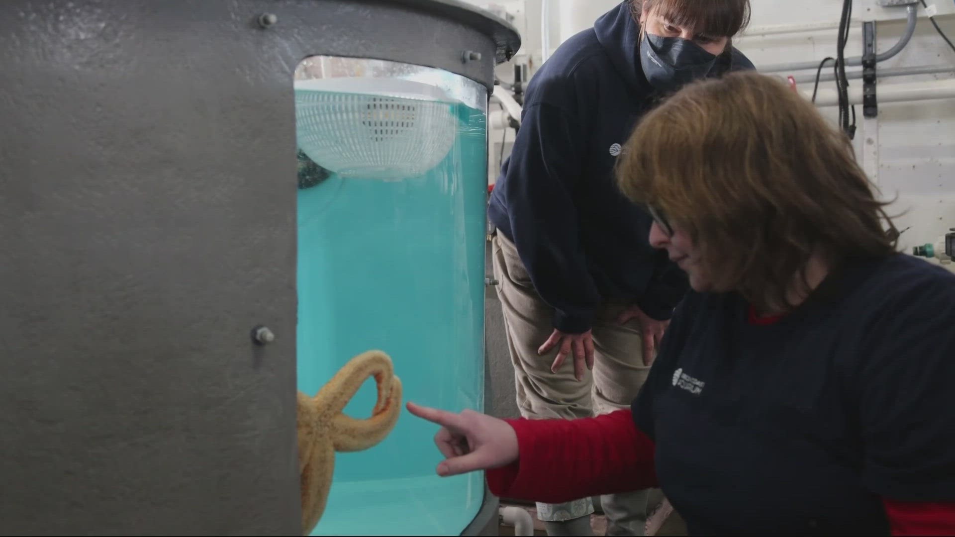 An aquarist at the Oregon Coast Aquarium in Newport has devised a way to rehabilitate sea stars affected by the mysterious illness.