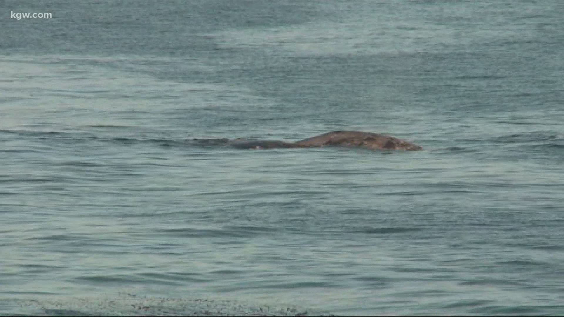 In the last 4 years, the West Coast has lost a quarter of its gray whale population. Keely Chalmers reports on what that mean’s for the animal’s future.