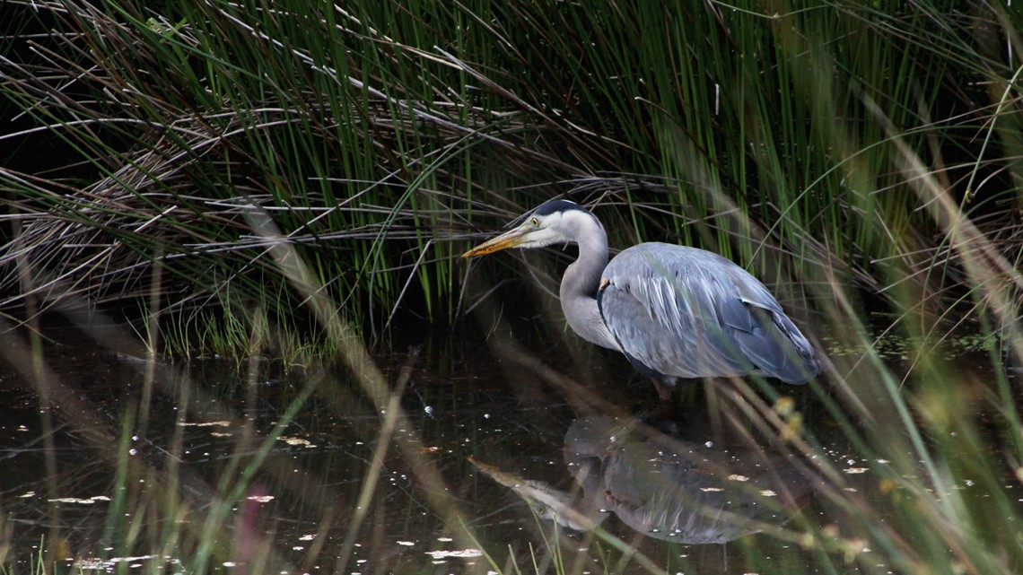 Find a wildlife paradise on this Oregon backroad byway - Vimarsana News