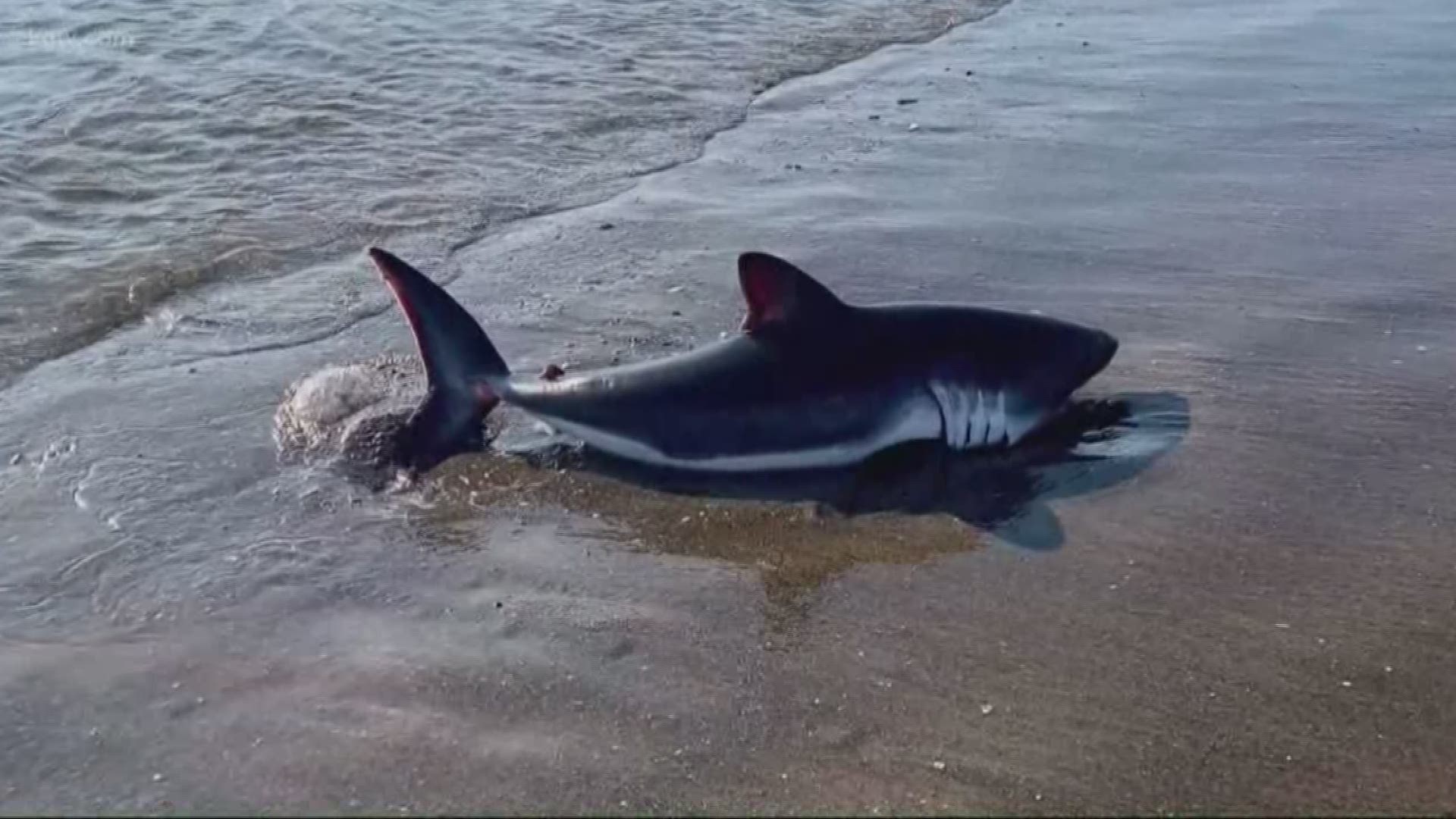 A shark found beached on the Oregon Coast was a juvenile salmon shark. Experts say they are common and don’t attack humans.