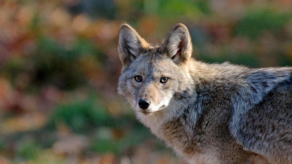 Coyote that bit child in Portland's Alameda neighborhood has been