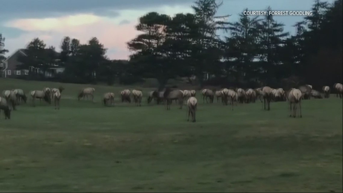 Oregon law allowed nearly 80 elk to be shot in Gearhart - Vimarsana News
