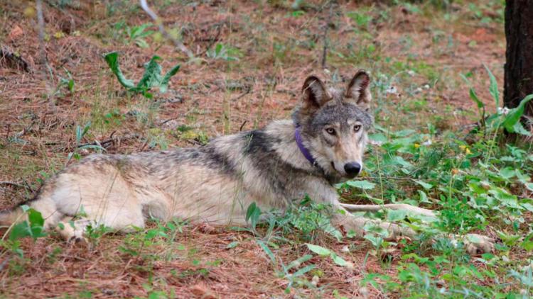 Oregon-born wolf that traveled nearly 1,000 miles to California hit and killed by vehicle
