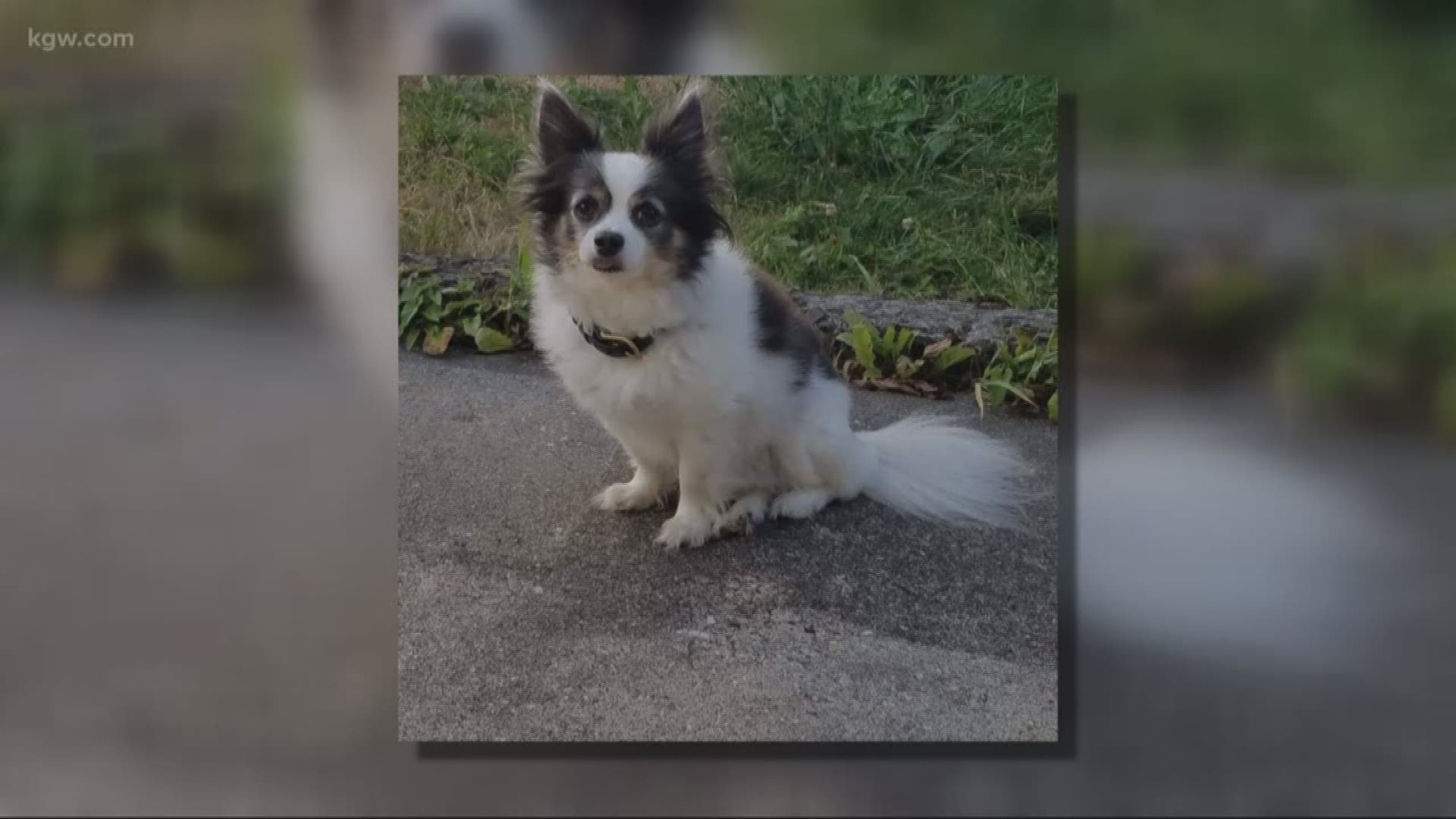 Police are looking for information after a family dog in Astoria was intentionally killed.