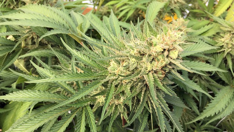 12K marijuana plants, 3K pounds of pot seized in Jackson County