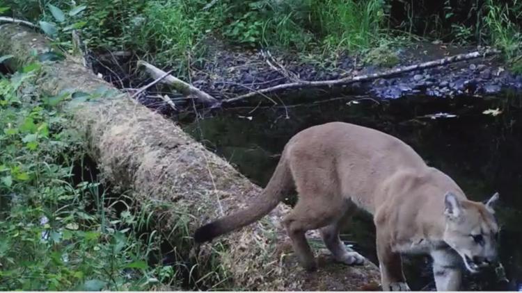 Oregon State researchers study how fallen trees, logs in waterways benefit land-based animals