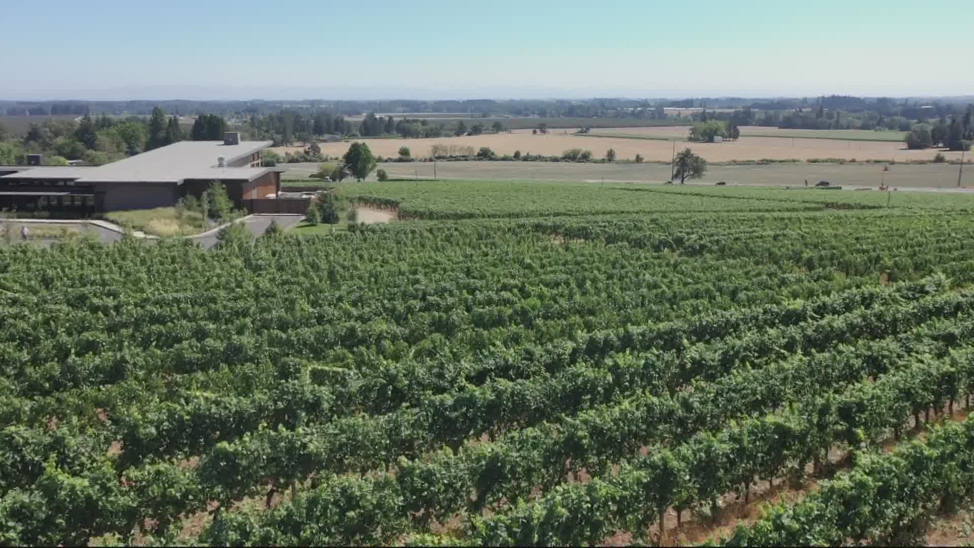 Domaine Willamette in the Dundee Hills aims to bring sparkling wine to the table while making a positive impact on the environment. It's set to open on Sept. 19.