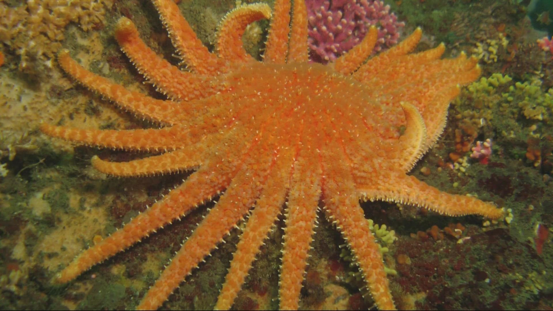 Around 2013, “sea star wasting disease” started driving Oregon coast sea stars nearly to extinction. As many as 6 billion may have died.