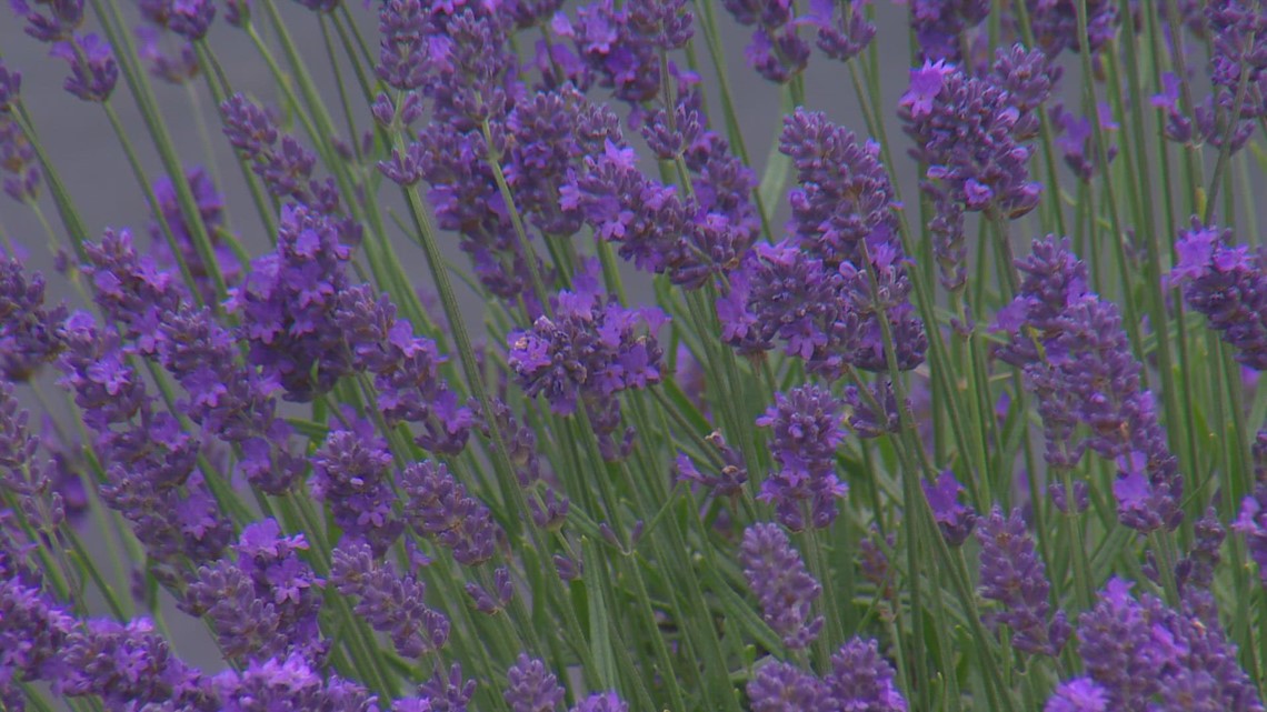 Here's 27 places to eat, drink and smell lavender in Oregon wine country