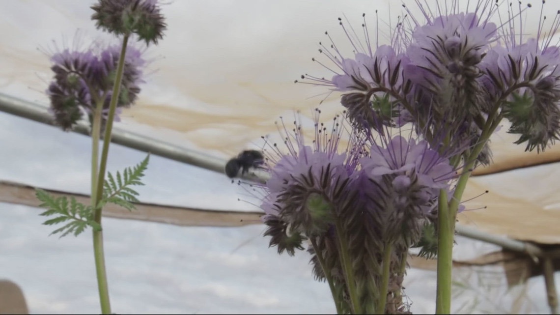 Scientists study invasive 'Houdini fly' threatening mason bees in the northwest